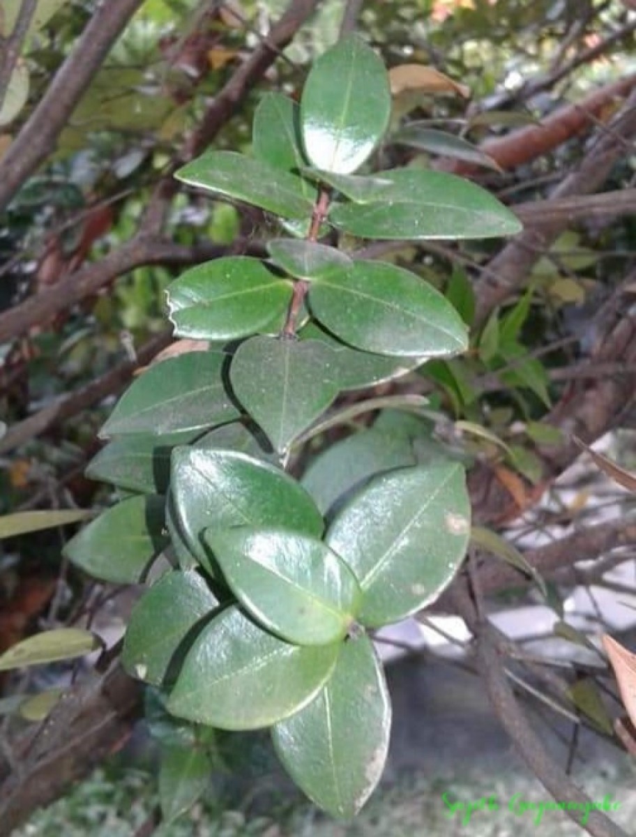 Syzygium zeylanicum (L.) DC.